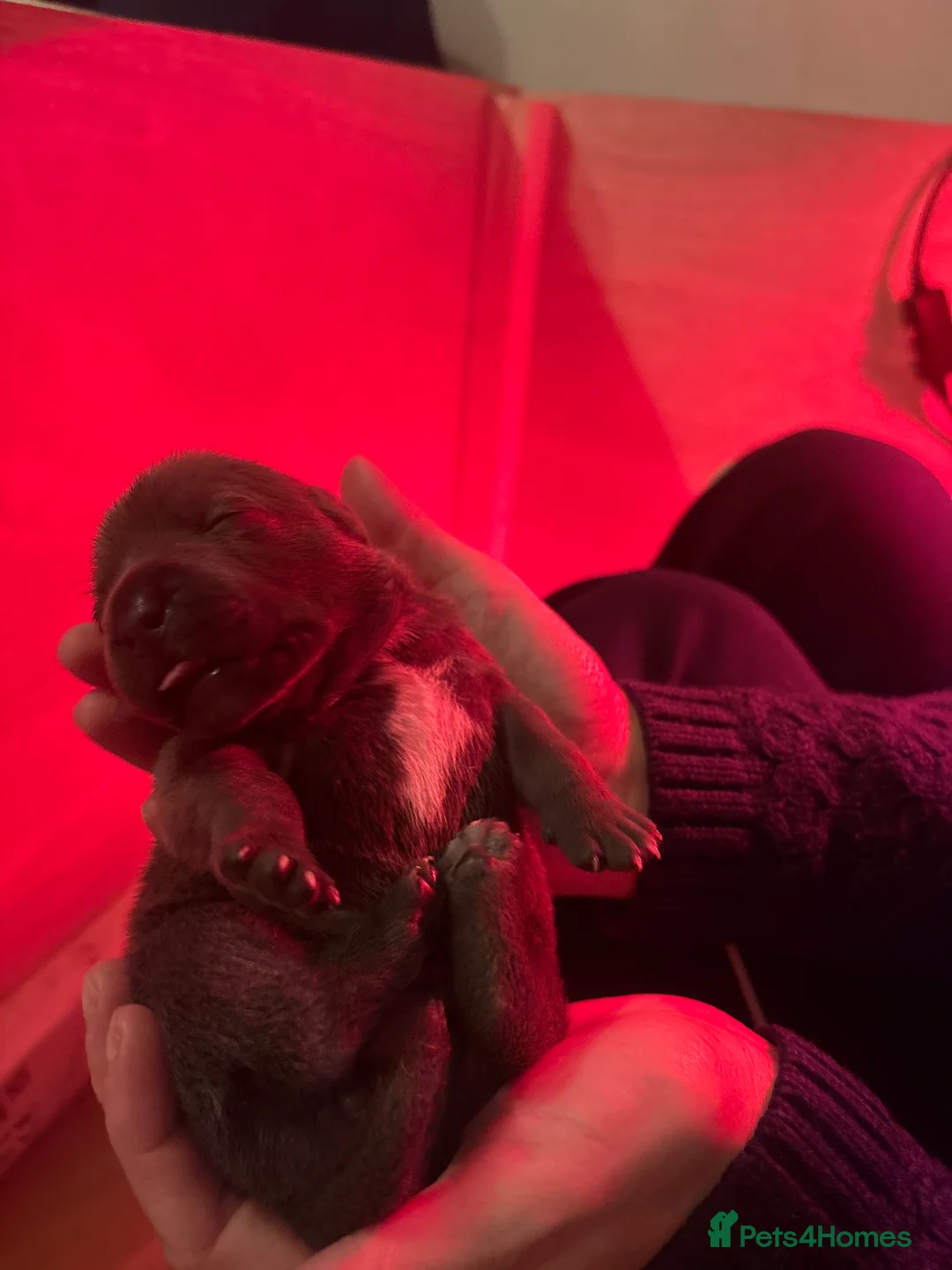 Staffordshire Bull Terrier dogs for sale: Blue Staffordshire bullterrier Puppies  - Advert 4