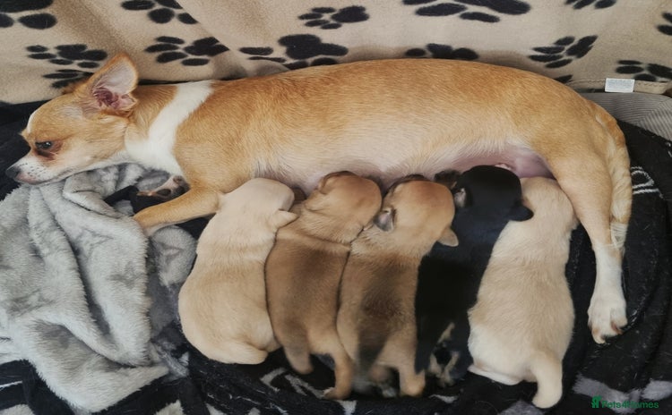Mixed Breed dogs - Advert 4