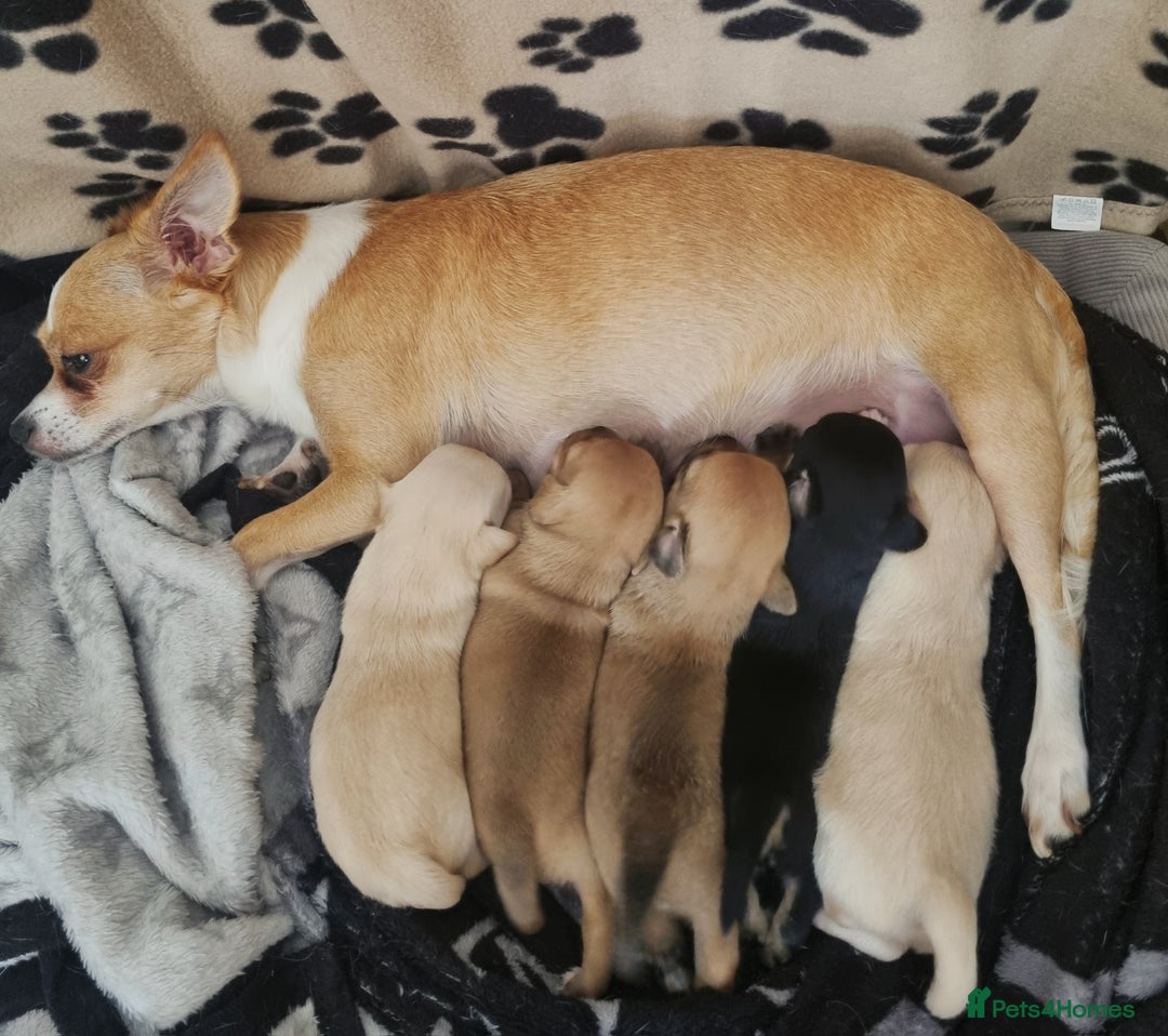Mixed Breed dogs for sale: Chihuahua x jack russell puppies  - Image 1