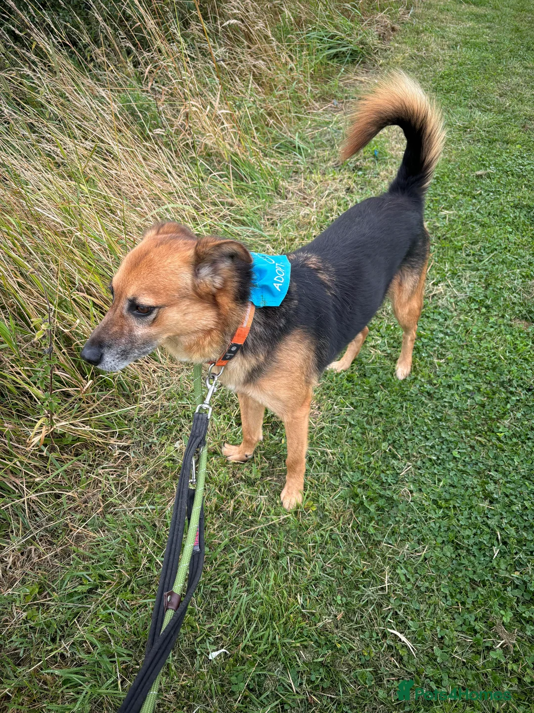 Mixed Breed dogs for adoption: Meet Star, currently residing in Cheshire  in Nantwich - Advert 14