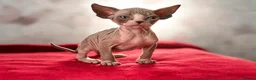 Sphynx cats for sale: Canadian sphynx kittens  - Advert 28