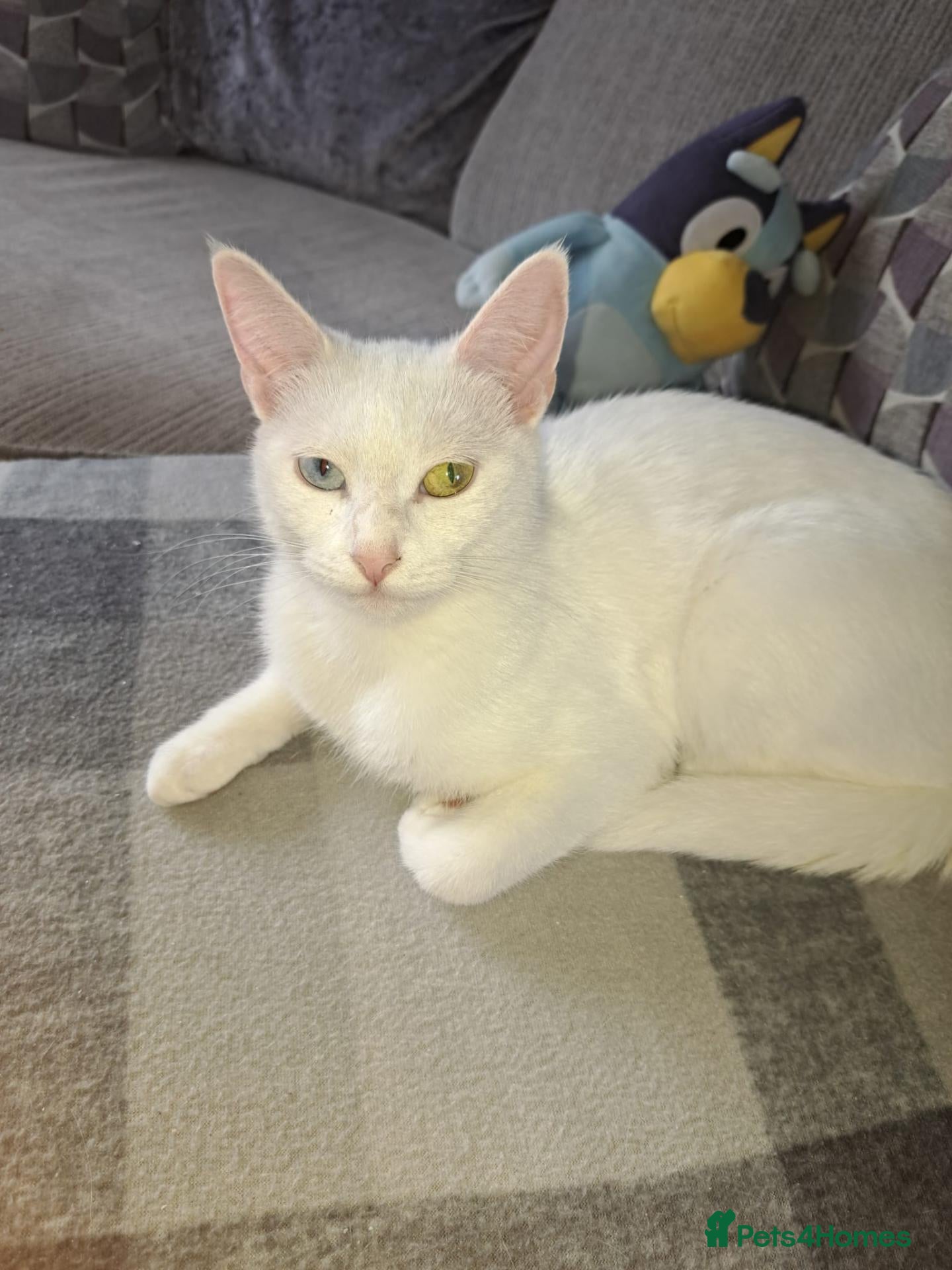 Mixed Breed cats Female white cat - Advert 6