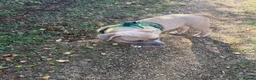 American Bully dogs for sale: Pocket bully  - Advert 4