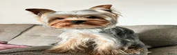 Yorkshire Terrier dogs for sale: 1  girls Yorkshire terrier puppie sale. - Advert 4