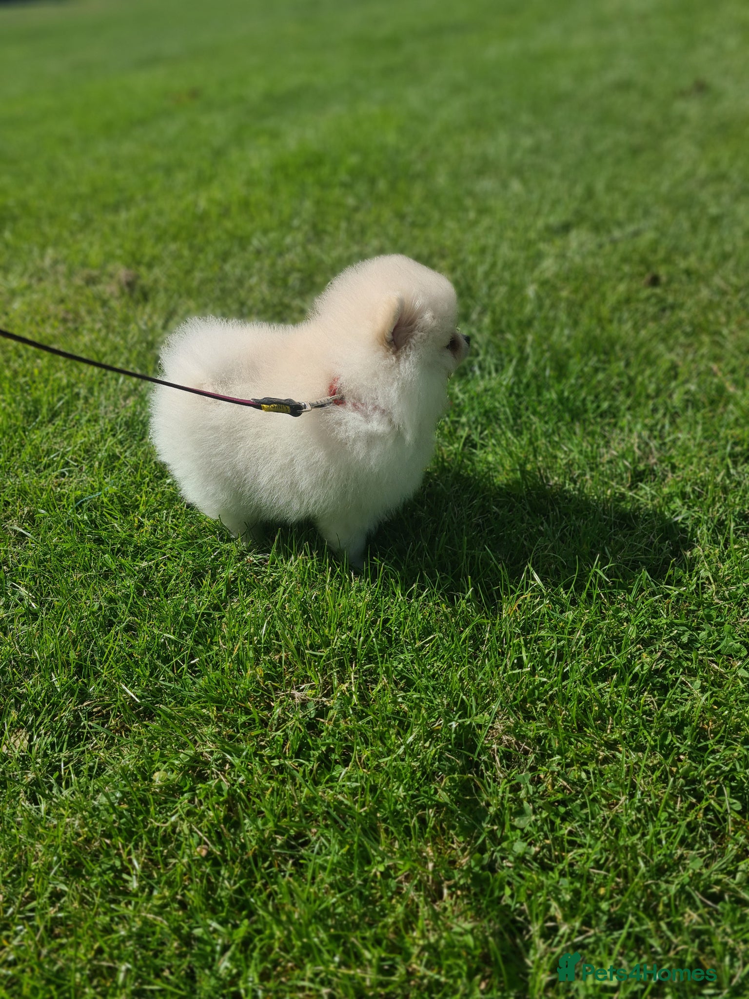 Pomeranian dogs Beautiful pomeranian male Teddy bears  - Advert 18