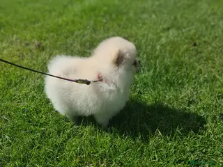 Pomeranian dogs Beautiful pomeranian male Teddy bears - Advert 1