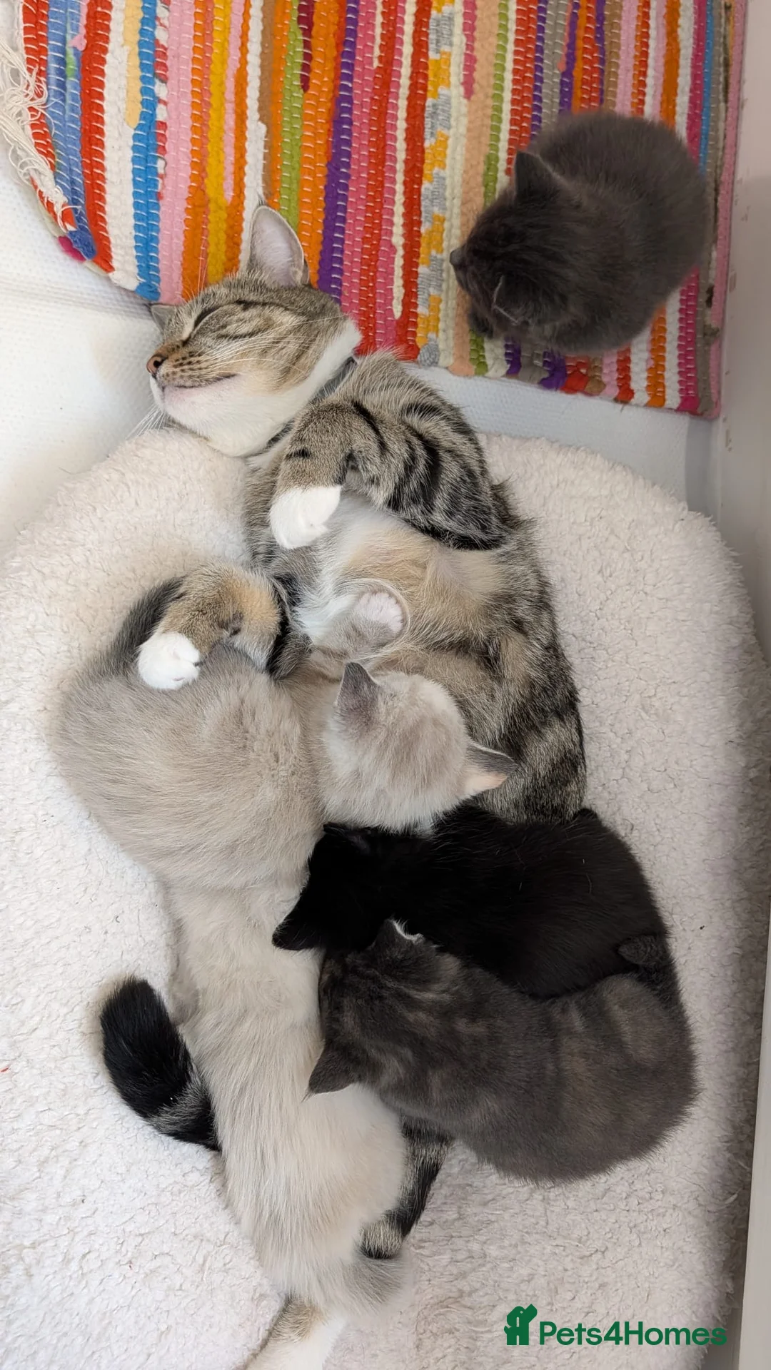 European cats for sale: 5 Beautiful  Kittens Looking for Forever Homes! - Advert 2