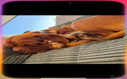 Dogue De Bordeaux dogs for stud: Dogue De Bordeaux for STUD - Image 4