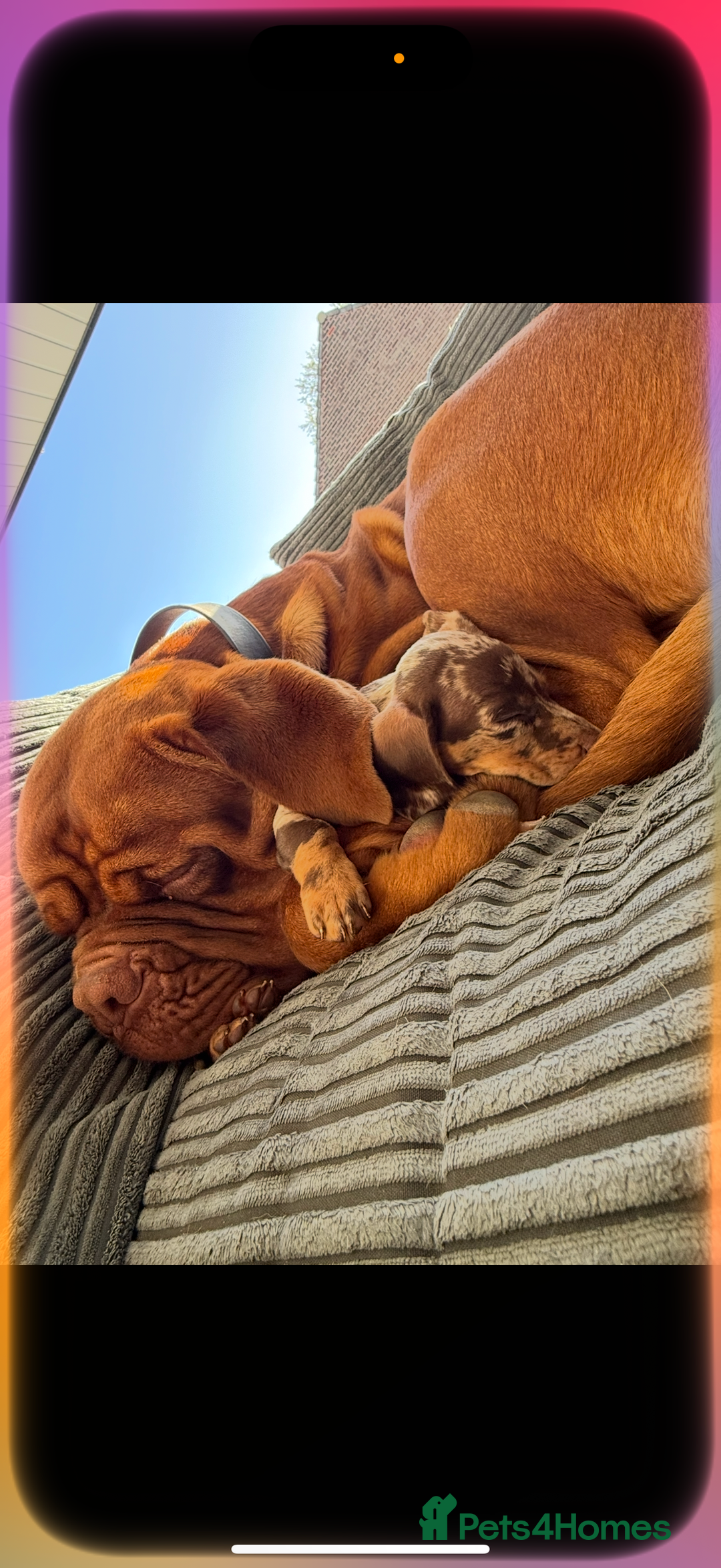 Dogue De Bordeaux dogs for stud: Dogue De Bordeaux for STUD - Image 4