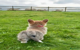 Welsh Corgi Pembroke dogs for sale: Stunning KC Registered Corgis - Image 11