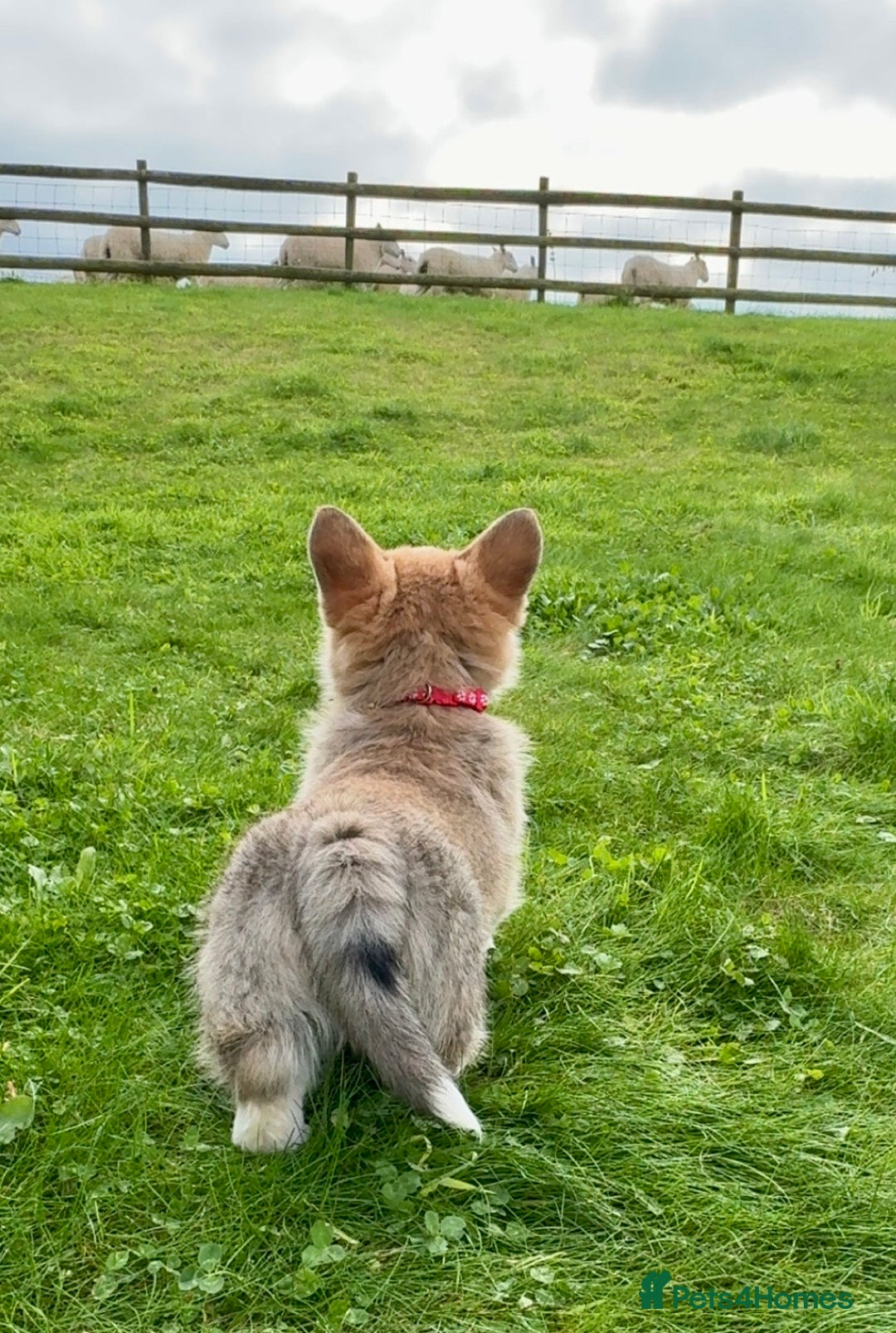 Welsh Corgi Pembroke dogs for sale: Stunning KC Registered Corgis - Image 11