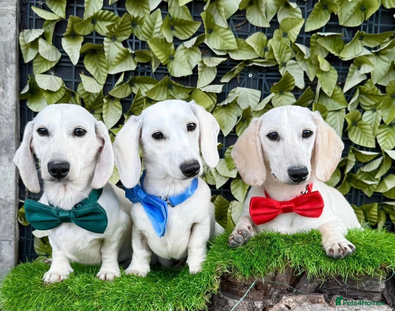 Miniature Dachshund dogs Pure White GHOST dachshunds - Advert 1