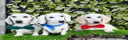 Miniature Dachshund dogs for sale: Pure White GHOST dachshunds - Advert 1