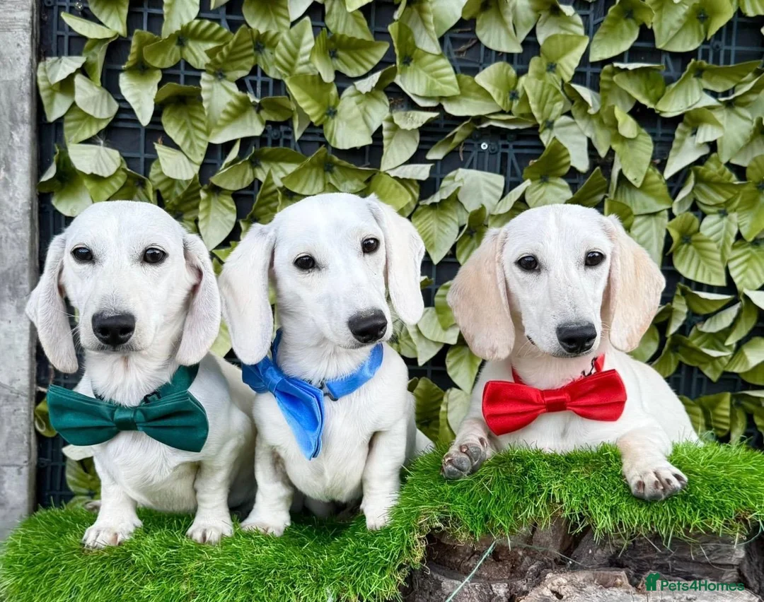 Miniature Dachshund dogs for sale: Pure White GHOST dachshunds - Advert 1