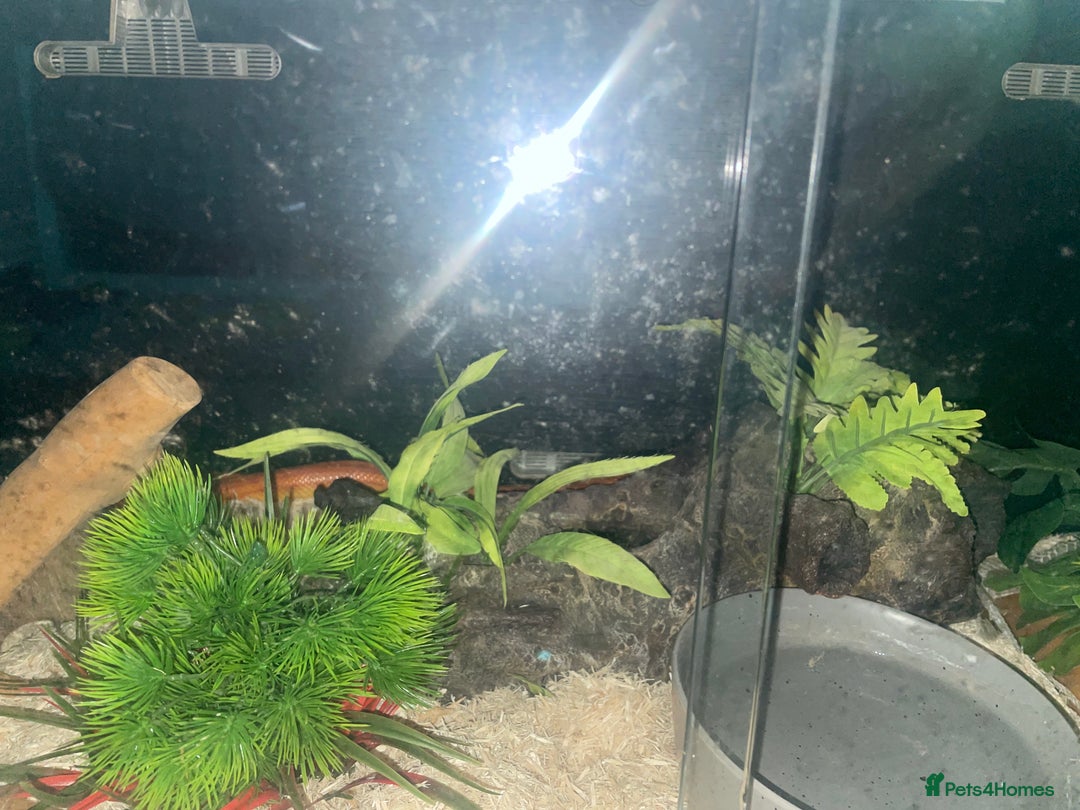 Corn Snake reptiles for sale: Corn snake lava molt  - Advert 4