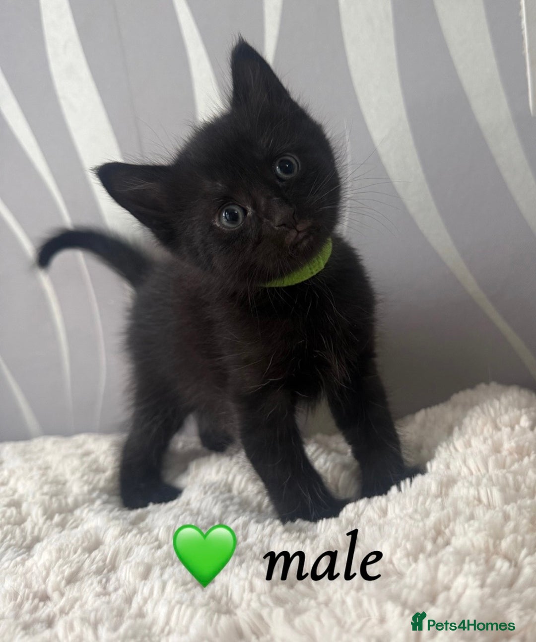 Mixed Breed cats for sale: 4 kittens for sale - Advert 9