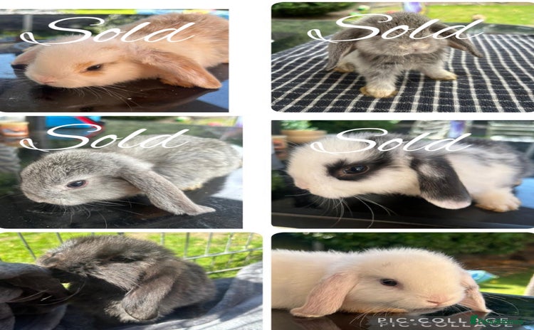 Mini Lop rabbits - Advert 7