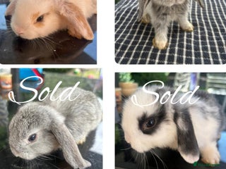 Mini Lop rabbits - Advert 37