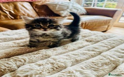 Mixed Breed cats for sale: Ragdoll x Maincoon x Manx - Image 1