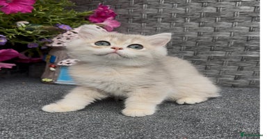 British Shorthair cats - Advert 10