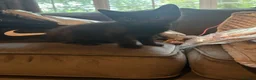 Mixed Breed cats for sale: 10 kittens for sale  - Advert 8