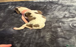 English Springer Spaniel dogs for sale: KC Quality English Springer Spaniels - Image 22