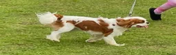 Cavalier King Charles Spaniel dogs for stud: US Import Stud - Health Tested & Chocolate Carrier - Advert 1