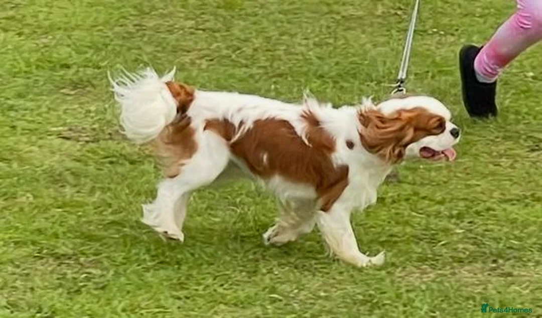 Cavalier King Charles Spaniel dogs for stud: US Import Stud - Health Tested & Chocolate Carrier - Advert 1