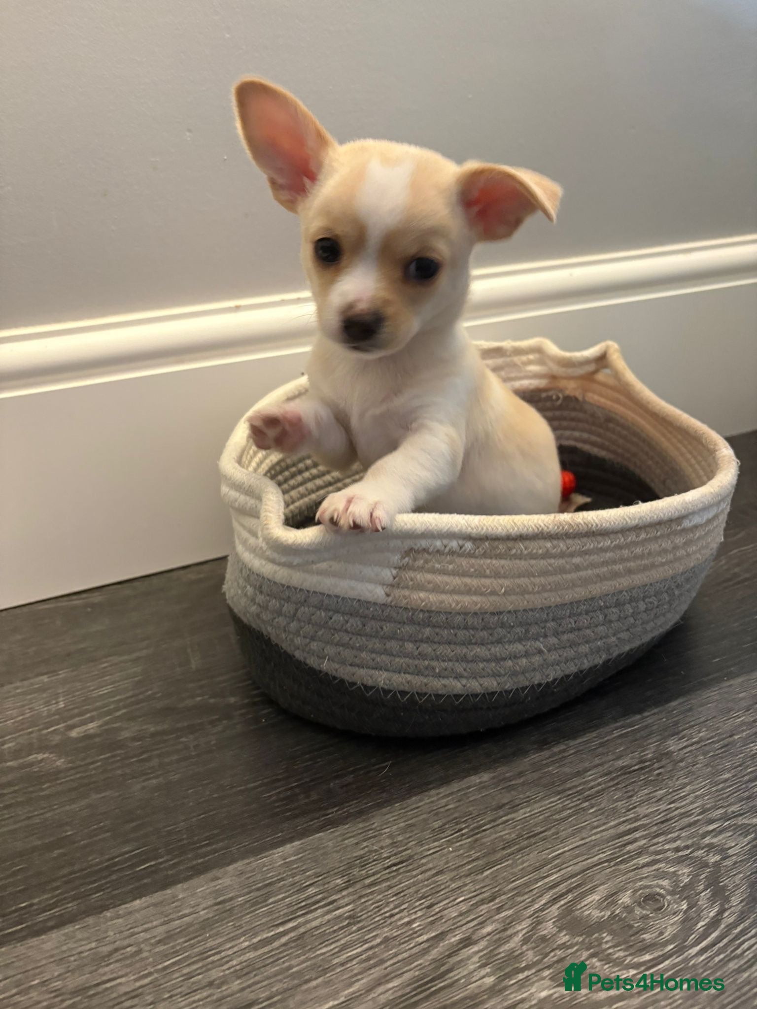 Chihuahua dogs Beautiful chihuahua babies - Advert 2