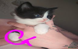 Mixed Breed cats for sale: 4 Beautiful Kittens **2 Black & White Boys Left** - Image 14