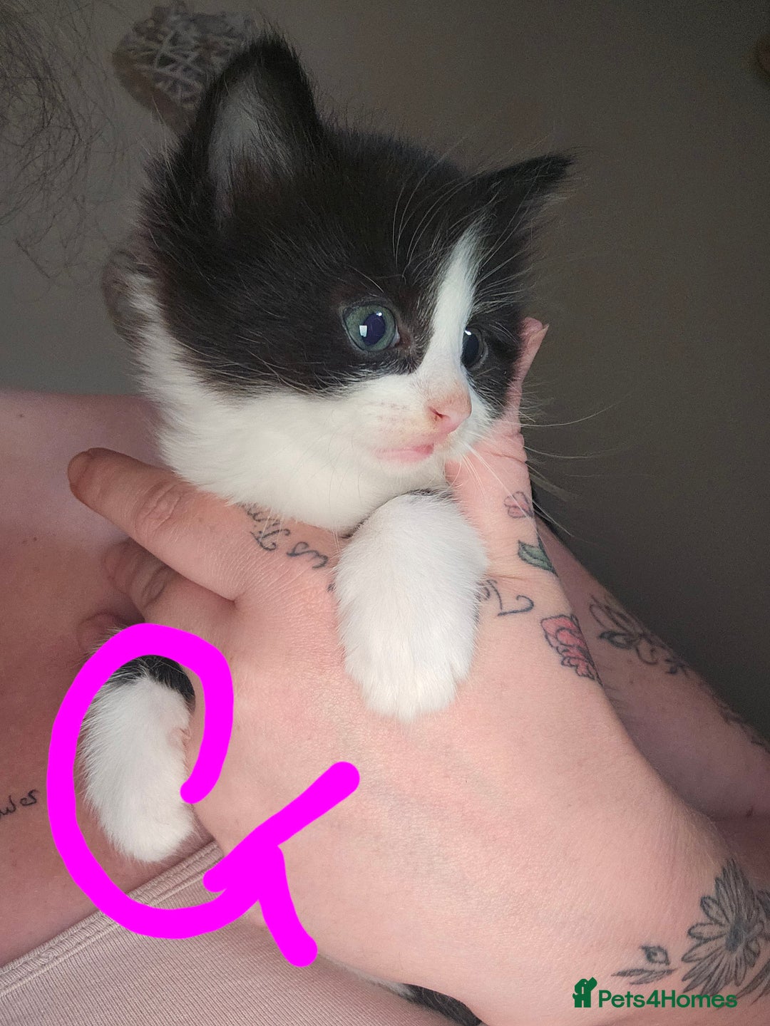 Mixed Breed cats for sale: 4 Beautiful Kittens **2 Black & White Boys Left** - Image 14