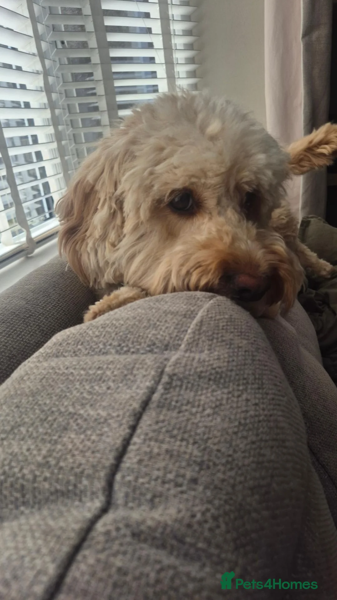 Cockapoo dogs for sale: Milo  in Weston-super-Mare - Advert 1