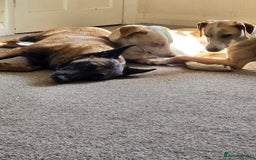 Belgian Shepherd Dog dogs for sale: Calm, loving Athena - Image 18