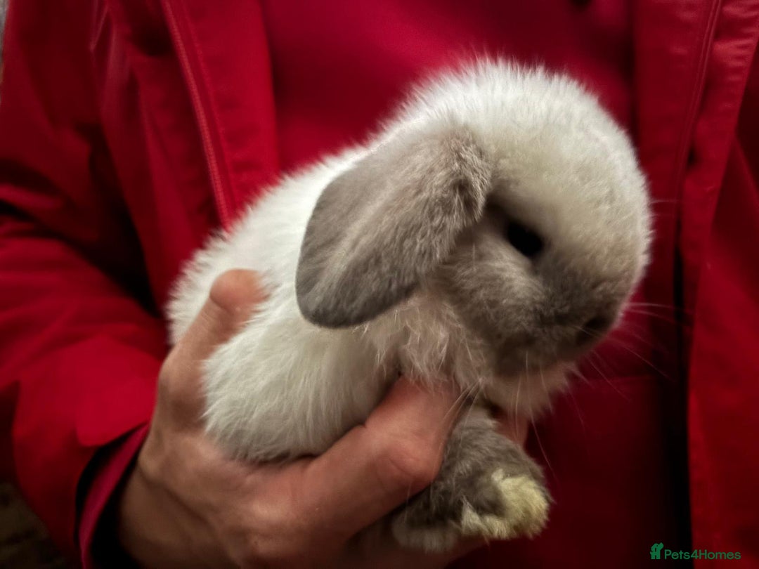 Mini Lop rabbits for sale: Friendly Pure Bred Mini Lop Bunnies Ready Now! - Image 8