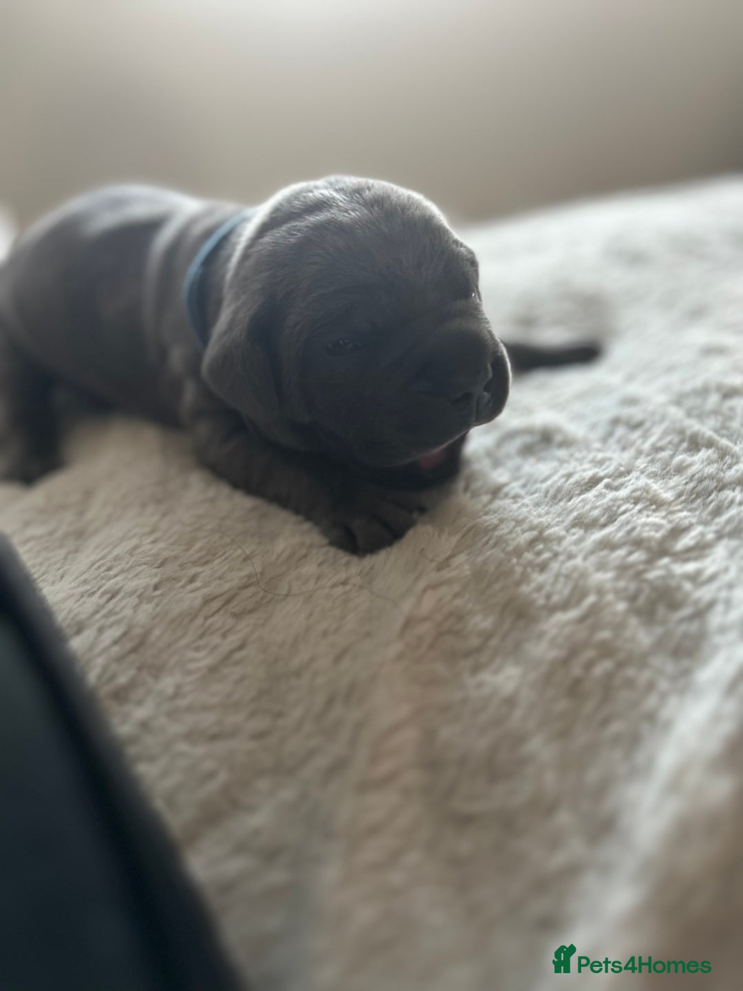 Cane Corso dogs for sale: Lupo D’Italia Kennels - Advert 27