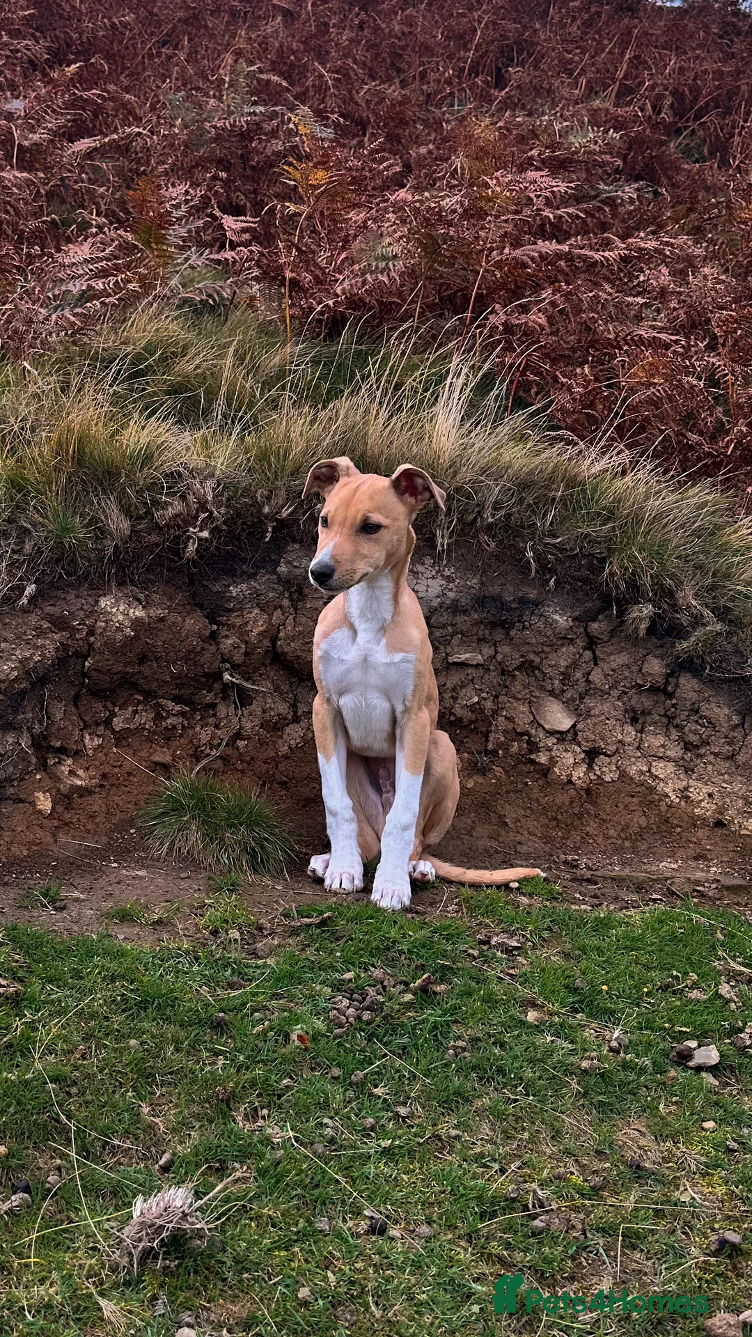 Mixed Breed dogs for sale: Jack Russell x Whippet - Advert 1