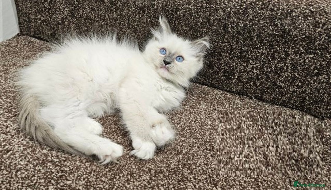 Ragdoll cats for sale: Adorable nice Ragdoll Kittens for sale - Image 2