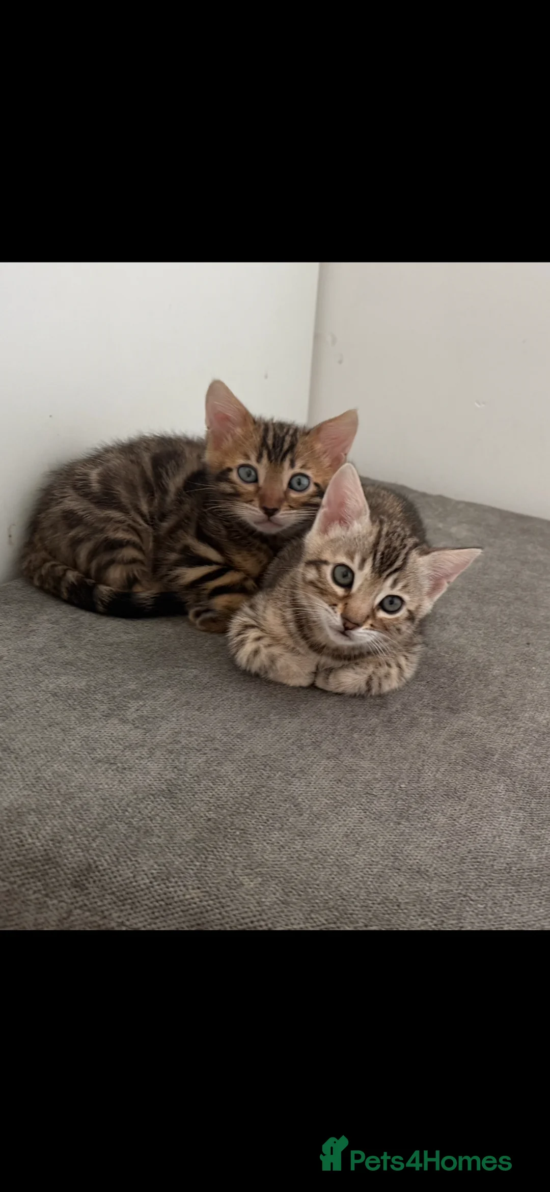 Bengal cats for sale: BENGAL 🔥 KITTENS TICA REGISTERED  - Advert 2