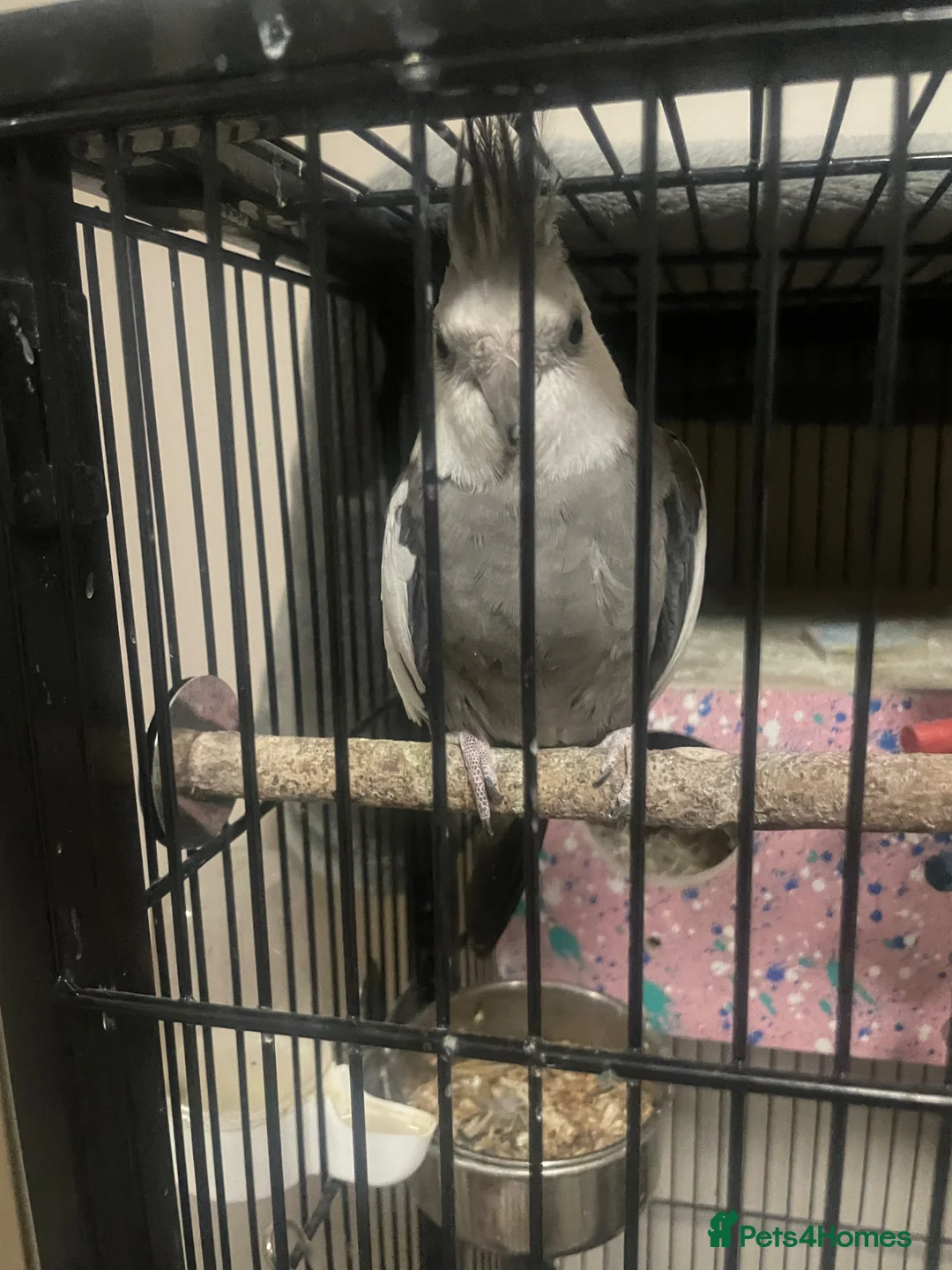 Cockatiels birds for sale: Tamed cockatiels - Advert 2