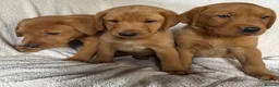 Labrador Retriever dogs for sale: Fox red Labrador - Advert 2
