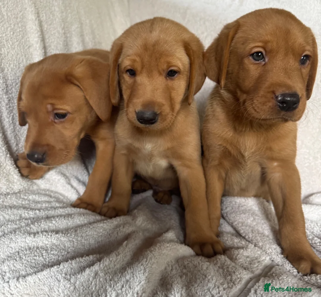 Labrador Retriever dogs for sale: Fox red Labrador - Advert 2