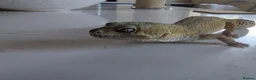 Leopard Gecko reptiles for sale: 7-Year-Old Leopard Gecko + Full Vivarium Setup - Advert 7