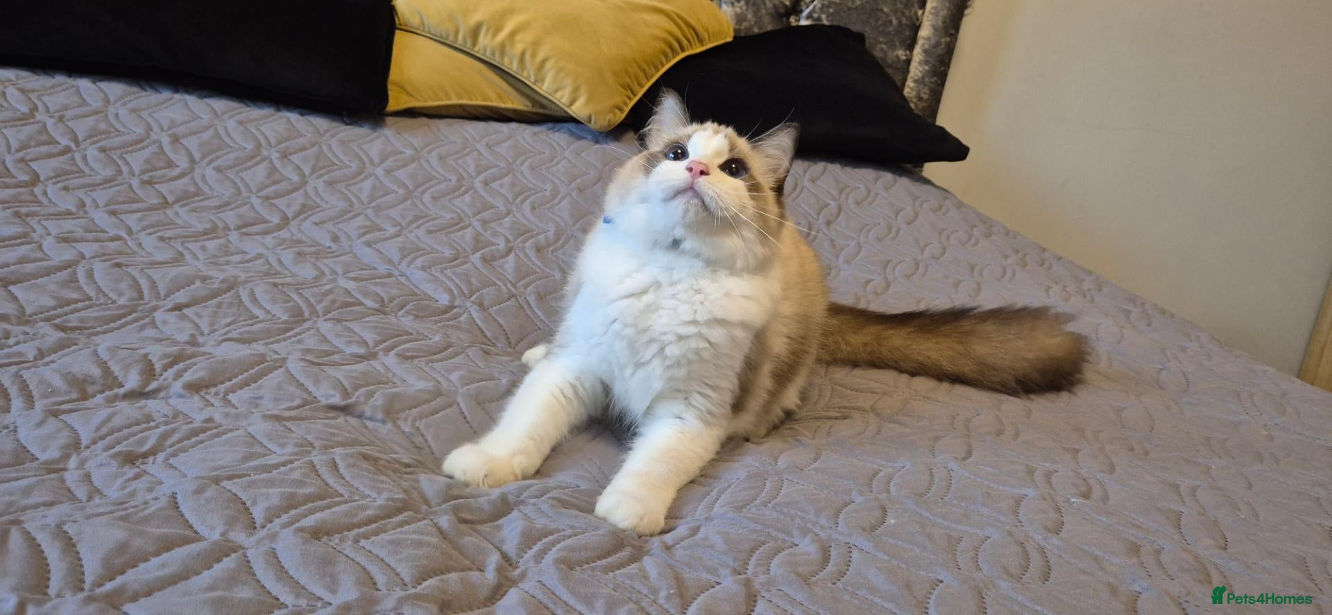 Ragdoll cats 3 TICA Registered Males for Sale. READY NOW - Advert 1