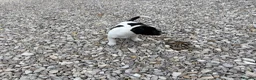 Jack Russell dogs for sale: Jack Russell  in Barnsley - Advert 5