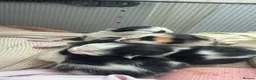 Mixed Breed cats for sale: Three Gorgeous Black & White Boys in Great Yarmouth - Advert 7
