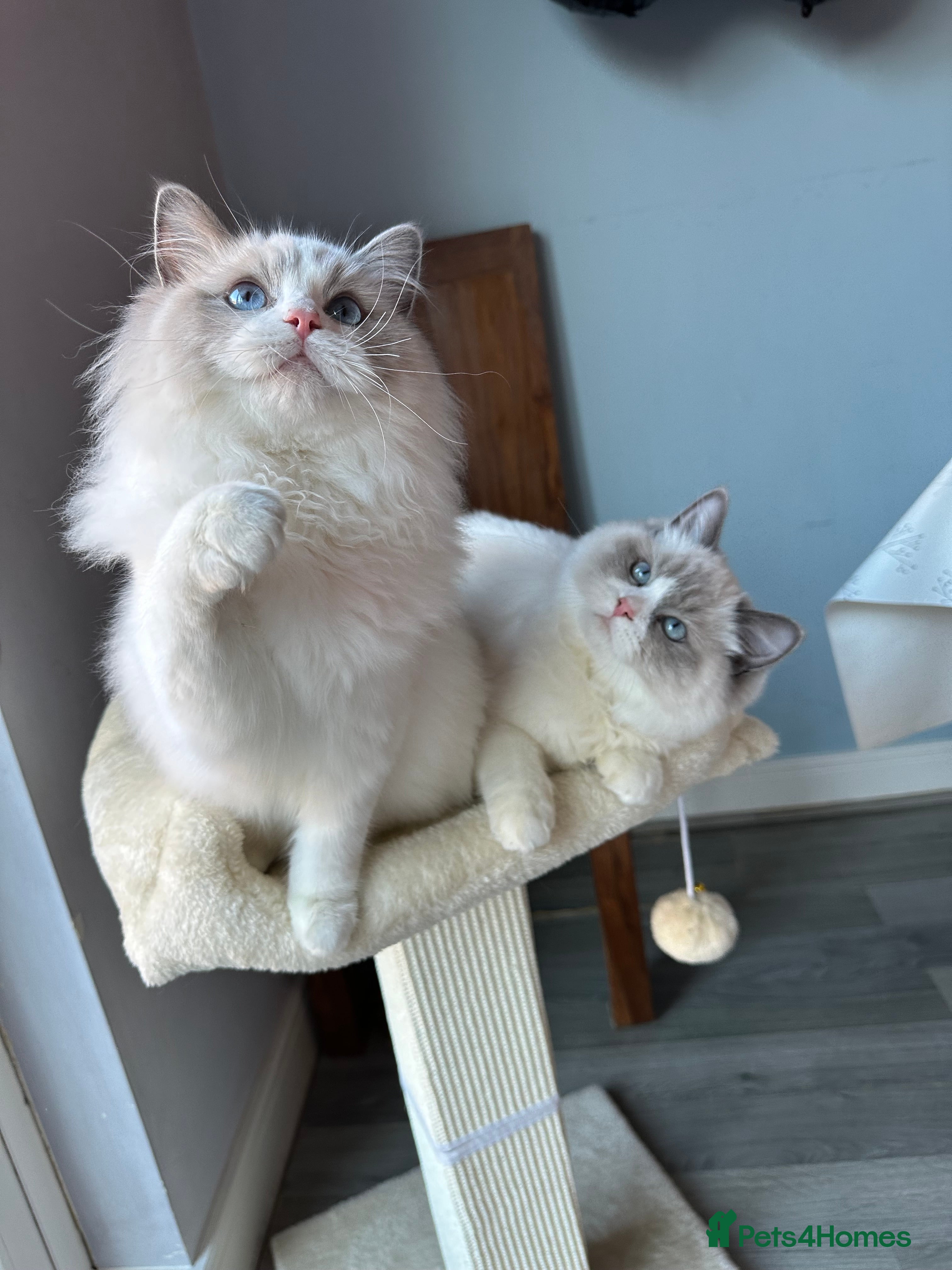 Ragdoll cats TICA Registered Ragdoll Kittens - Advert 1