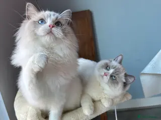 Ragdoll cats ACTIVE CAT OR pet TICA Registered Ragdoll Kittens - Advert 1