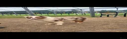 Australian Shepherd dogs for sale: Australian shepherds  - Advert 10