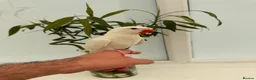 Ringnecks birds for sale:     Super Tame Hand Reared Babies Ready for Rehome - Advert 11