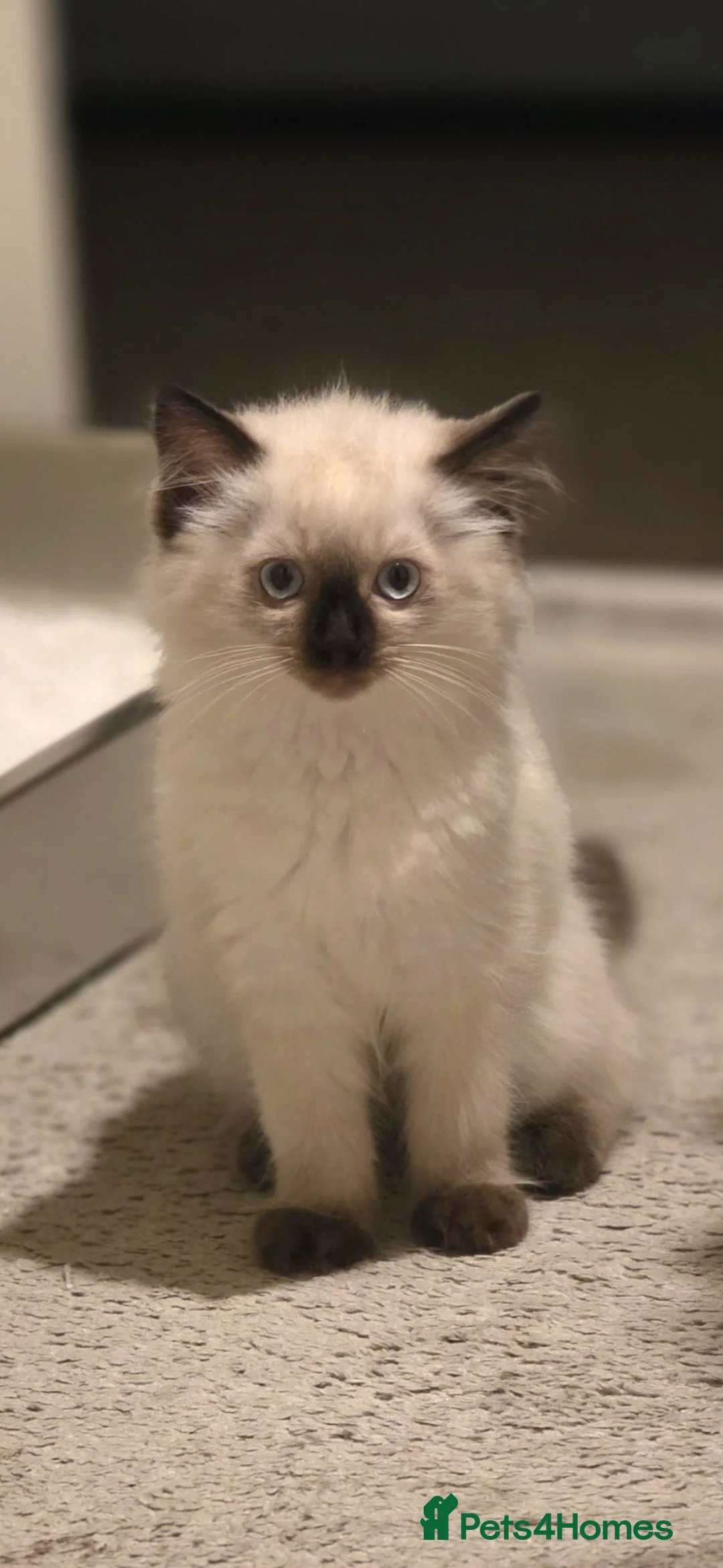 Ragdoll cats for sale: Female ragdoll kitten  - Advert 2